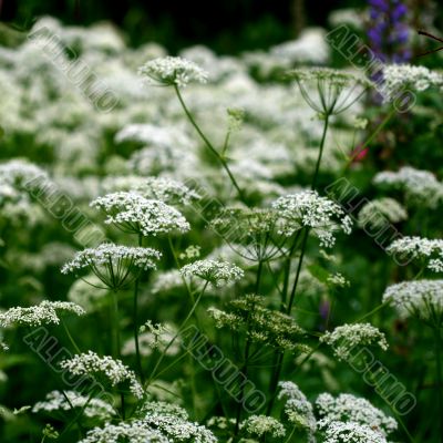 summer flower