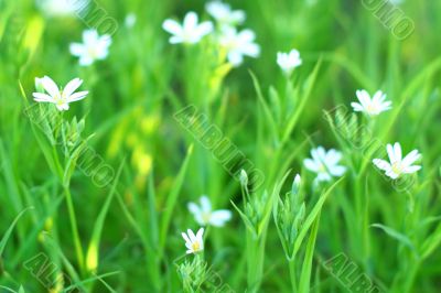 spring flowers