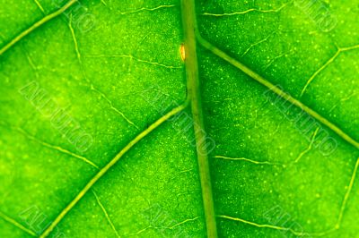 green leaf