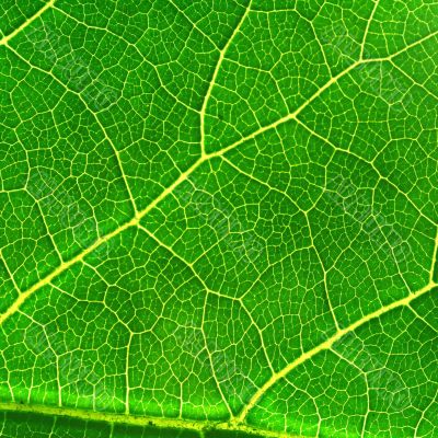 green leaf