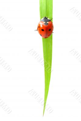 red ladybug