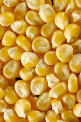corn seeds