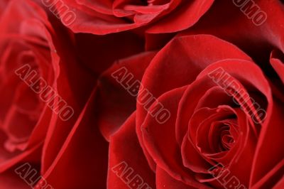 roses
