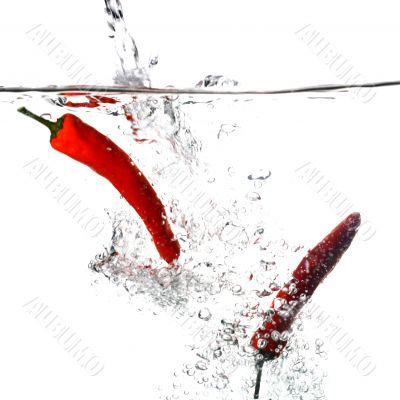 chili pepper cook