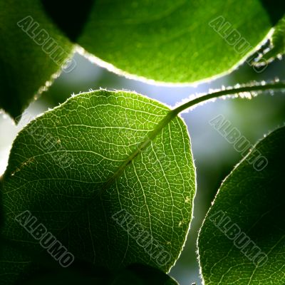 green foliage