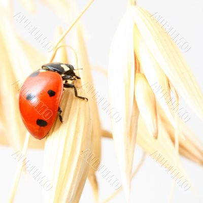 ladybug on wheat