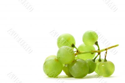 isolated grape
