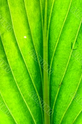 green leaf