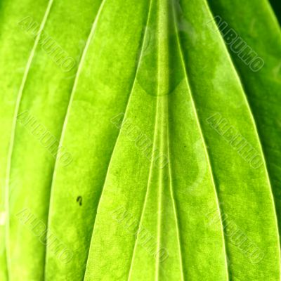 green leaf