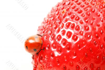 ladybug gourmet