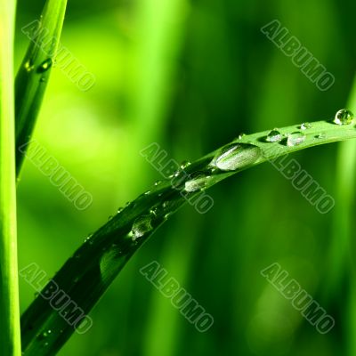 natural waterdrop