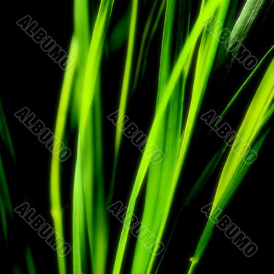 abstract green background