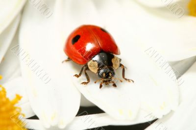 ladybug on camomile