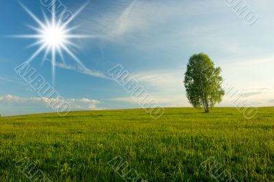 Lonely birch in a field. Landscape.