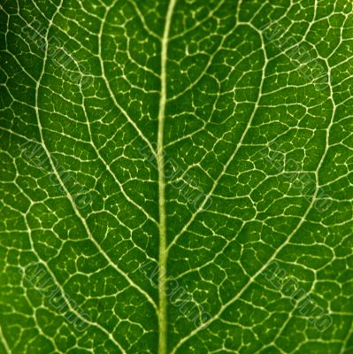 green leaf