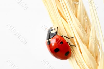 ladybug on wheat