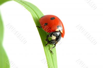 red ladybug