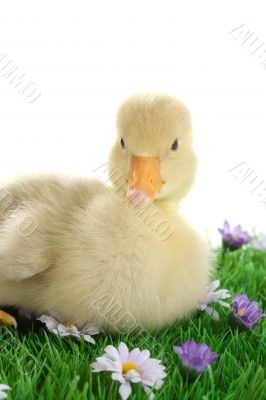 Baby goose
