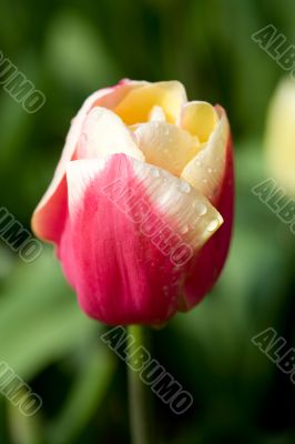 Perfect tulip