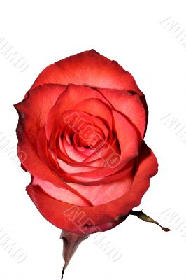 Rose Isolated
