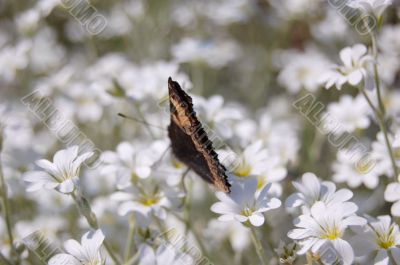 butterfly sitting on white flowers