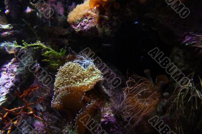 Coral Reef Ocean Life