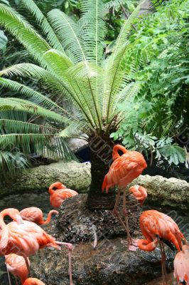 wild bird
