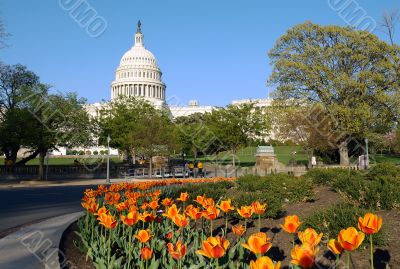 US Capitol and tulips