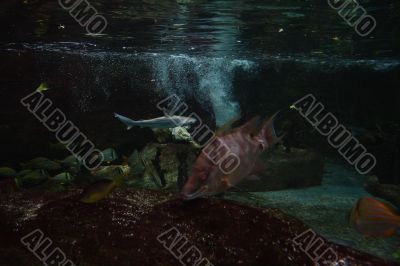 Sharks in the Ocean