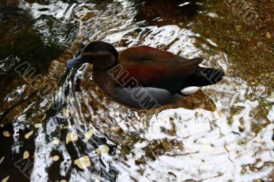wild bird