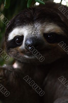 Sloth