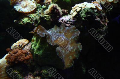 Coral Reef Ocean Life