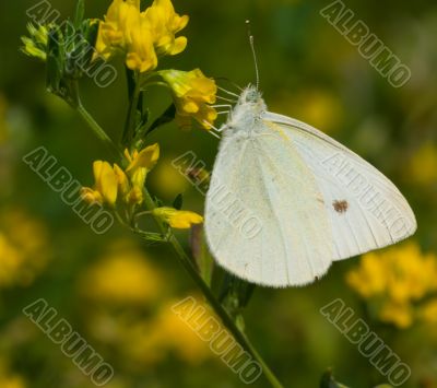 Butterfly Pieris napi on a yellow flower