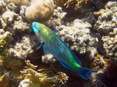 Rusty parrot fish