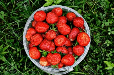 Fresh and juicy, a rain watered, the strawberry in an extra pack