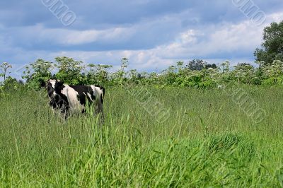 On the Alpine meadows, in a high and juicy grass the cow is graz