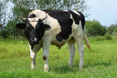 The bull is grazed on a meadow