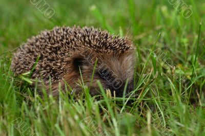 The hedgehog has hidden in a grass