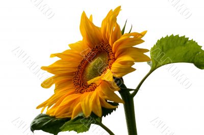 Sunflower on a white background