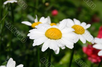 Garden camomile