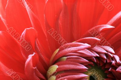 Dahlia