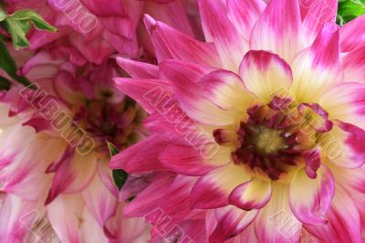 Dahlia
