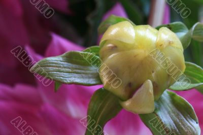 Dahlia