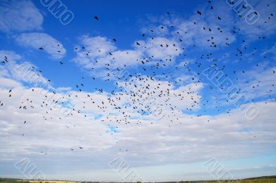 Birds in heavens