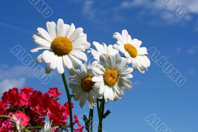 Cultivated flower a camomile