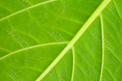 Leaf of a plant