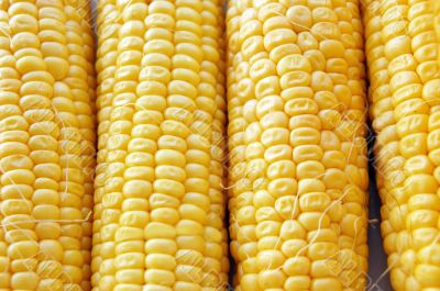 Ears of fresh corn