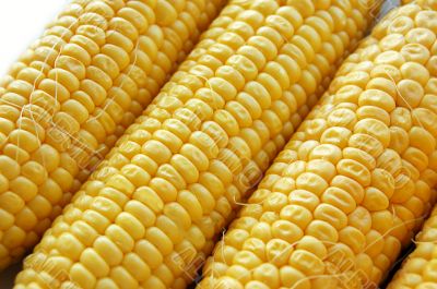 Ears of fresh corn