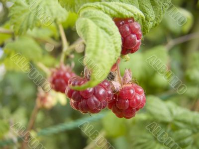 Raspberry Bush