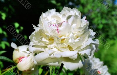 Flower of white peony